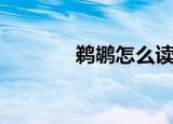 鹈鹕怎么读（鹈鹕读音简述）