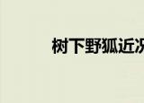 树下野狐近况（树下野狐 画蛇）