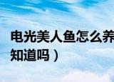 电光美人鱼怎么养最好（这些饲养的技巧你都知道吗）