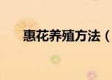 惠花养殖方法（惠花的养殖方法介绍）