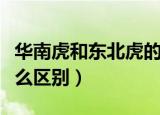 华南虎和东北虎的区别（华南虎和东北虎有什么区别）