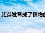 胚芽发育成了植物的什么（胚芽是哪个部位）