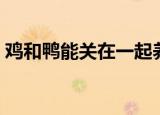 鸡和鸭能关在一起养吗（鸡和鸭一起养好吗）