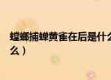 螳螂捕蝉黄雀在后是什么意思（螳螂捕蝉黄雀在后意思是什么）