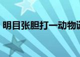 明目张胆打一动物谜底（明目张胆打一动物）
