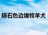 陨石色边境牧羊犬（陨石色边境牧羊犬资料）