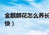 金麒麟花怎么养长的快（金麒麟花如何养长的快）