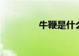 牛鞭是什么（牛鞭是什么）