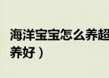 海洋宝宝怎么养超大才长得好（海洋宝宝怎么养好）