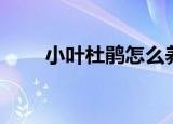 小叶杜鹃怎么养（怎么养小叶杜鹃）