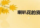 喇叭花的资料（喇叭花介绍）