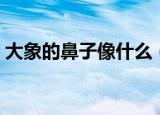 大象的鼻子像什么（大象的鼻子有什么功能）