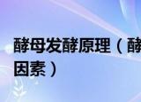 酵母发酵原理（酵母发酵的原理及影响发酵的因素）