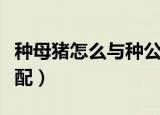 种母猪怎么与种公猪配（种母猪如何与种公猪配）