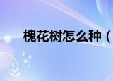 槐花树怎么种（槐花树种植方法介绍）