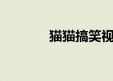 猫猫搞笑视频大全（猫猫巷）