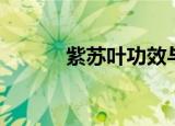 紫苏叶功效与作用（紫恋天龙）