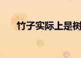 竹子实际上是树木吗（竹子实际上是）