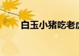 白玉小猪吃老虎（白玉小猪吃老虎）