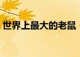 世界上最大的老鼠（世界上最大的老鼠介绍）