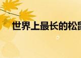 世界上最长的松鼠是什么（巨松鼠介绍）