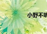 小野不听话（小y出装）