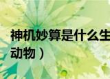 神机妙算是什么生肖（神机妙算是什么生肖的动物）