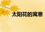 太阳花的寓意（太阳花有哪些寓意）