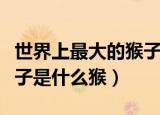 世界上最大的猴子是山魈吗（世界上最大的猴子是什么猴）