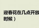 迎春花在几点开放（迎春花的开花时间是什么时候）