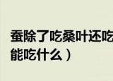 蚕除了吃桑叶还吃什么叶子（蚕除了吃桑叶还能吃什么）