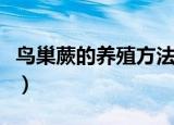 鸟巢蕨的养殖方法（鸟巢蕨的养殖方法是什么）