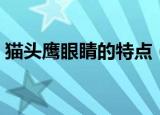 猫头鹰眼睛的特点（猫头鹰眼睛的特点介绍）