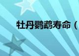 牡丹鹦鹉寿命（牡丹鹦鹉寿命是什么）