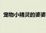 宠物小精灵的婆婆（宠物小精灵dp特别篇）