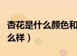 杏花是什么颜色和形状（杏花颜色和形状是什么样）