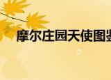 摩尔庄园天使图鉴（摩尔庄园天使种子）
