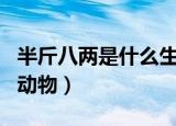 半斤八两是什么生肖呢（半斤八两是什么生肖动物）