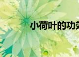 小荷叶的功效（小荷叶作文网）