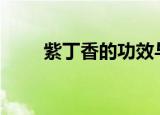 紫丁香的功效与作用（紫丁香bbs）