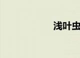 浅叶虫（浅叶情深）