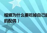 螳螂为什么要吃掉自己的配偶视频（螳螂为什么要吃掉自己的配偶）