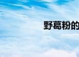 野葛粉的功效（野葛粉）
