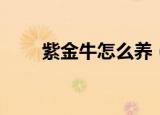 紫金牛怎么养（紫金牛的养护方法）