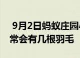  9月2日蚂蚁庄园小鸡问题：一只羽毛球上通常会有几根羽毛