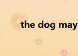 the dog maybe lost（the do塔）