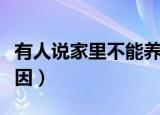 有人说家里不能养文竹（家里不能养文竹的原因）