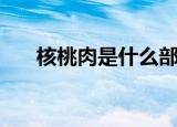 核桃肉是什么部位（核桃肉是啥部位）