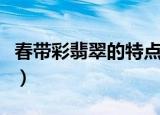 春带彩翡翠的特点（春带彩翡翠的特点是什么）