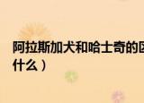 阿拉斯加犬和哈士奇的区别（阿拉斯加犬和哈士奇的区别是什么）